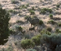 fawns.jpg