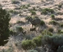 fawns.webp