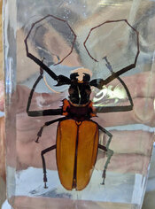 coconut beetle after repair.jpg