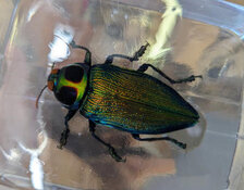 fire beetle after repair.jpg