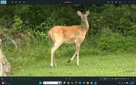 Deer.png