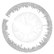 300 woods phylo.webp