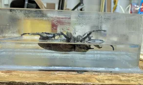 rhino half poured side view.webp