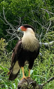 caracara.webp