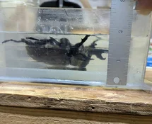 rhino almost 2 inches.webp
