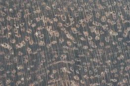 Aus ironwood #18b.webp