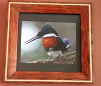 amazon kingfisher.webp