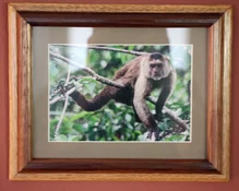 capuchin.webp