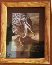 sun bittern.webp