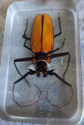 coconut beetle finished top view.webp