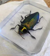 fire beetle finished.webp