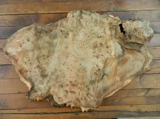 DSCN8421.webp