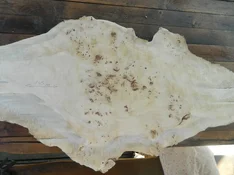 DSCN8425.webp