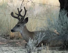 buck1.webp