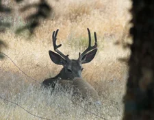 buck2.webp