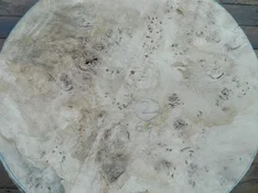 DSCN8448.webp