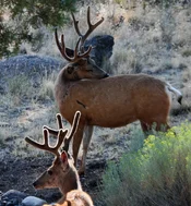 two bucks.webp