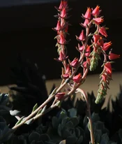 henandchicks flower.webp