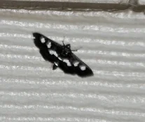 black and white moth.webp