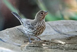 house finch female drinking 2026.webp