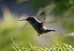 annas female flying 2026.webp