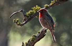house finch male early morning sun 2026.webp