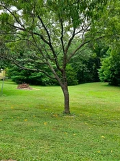 01a.webp
