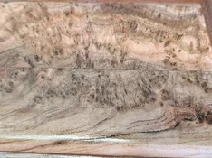 tamarisk panel.webp