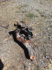 IMG_0260 - Copy (2).webp