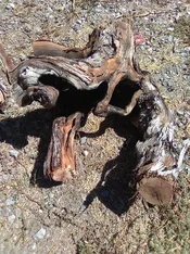 IMG_0261 - Copy (2).webp