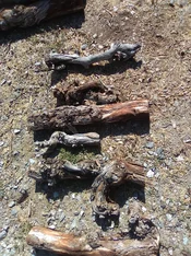 IMG_0219 - Copy (2).webp