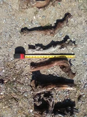 IMG_0218 - Copy (2).webp