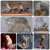 Collage_mammals.webp