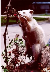 COON.webp
