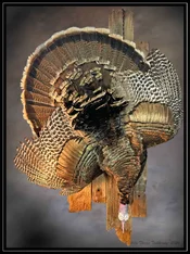 2434 Rivers dead turkey final.webp