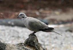 eurasian collared dove.webp