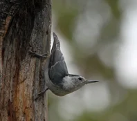 white breasted nuthatch looking up.webp