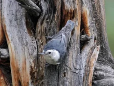 white breasted nuthatch on juniper2.webp