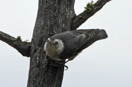 white breasted nuthatch.webp