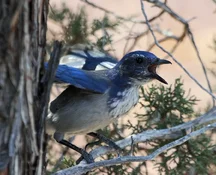 scrub jay screaming at stellars jay.webp