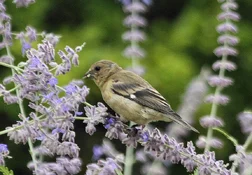 lesser goldfinch female feeding on sage blossoms.webp