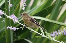 lesser goldfinch female feeding on sage3.webp