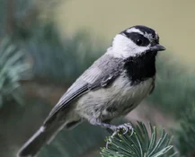 mtn chickadee on spruce2.webp