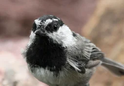 mtn chickadee closeup portrait.webp