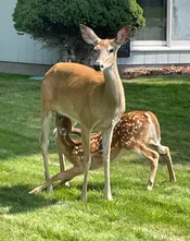 deer.webp