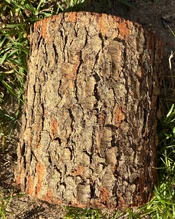 IMG_0600.webp