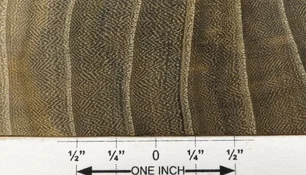 pistachio, chinese 1 end grain closeup s100 plh.webp