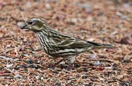 cassin's finch female 2.webp