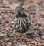 cassin's finch female front view.webp