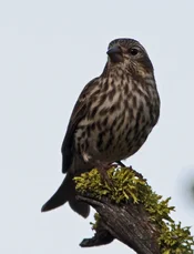 cassin's finch female.webp